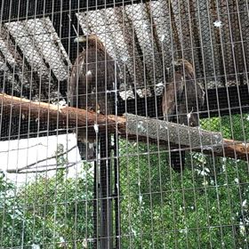 ニホンイヌワシ　ホンドギツネの画像