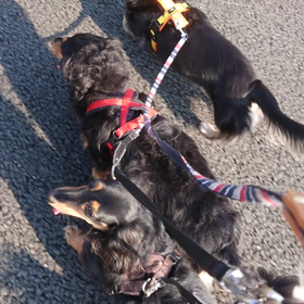 黒っ子達の画像