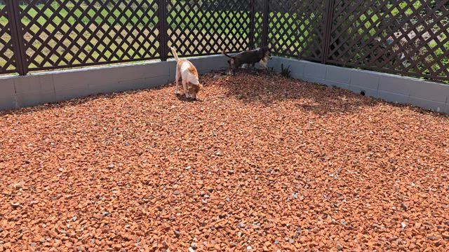 17の記事動画