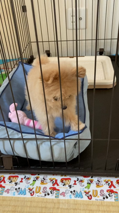 犬を飼い始めましたの記事動画