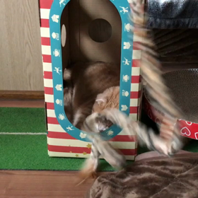 チョイチョイ遊び。の画像