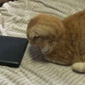 ビクっ！！！の画像