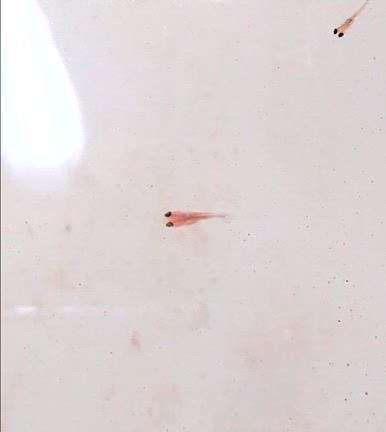 金魚の針子がうまれましたの記事動画