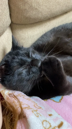 猫様、1年が経ちました・・・の記事動画