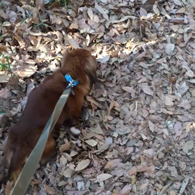 ３０７＄の巻の画像