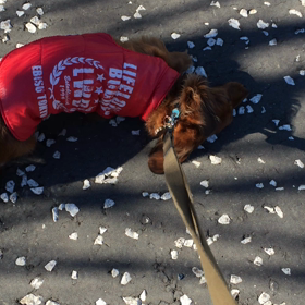 ３００＄の巻の画像