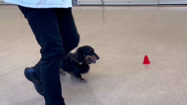１歳 VS ７歳の記事動画