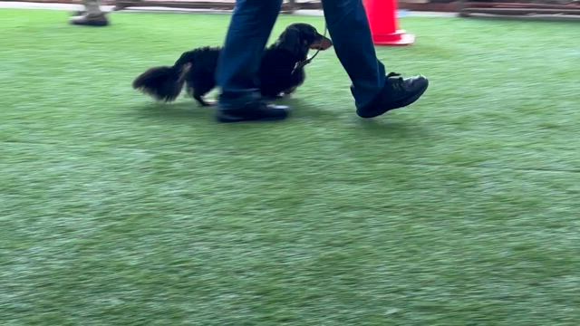 ぼくのことが好きなのかな？の記事動画