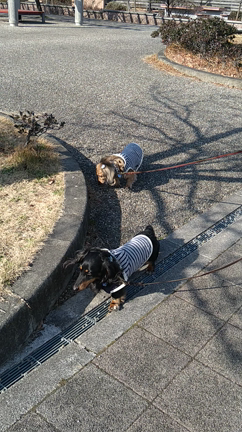 公園散歩始めの記事動画