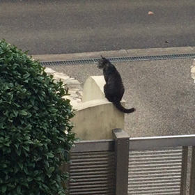 可愛い門番の画像
