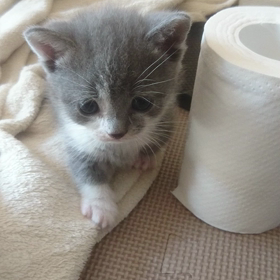 まだまだ子猫の画像