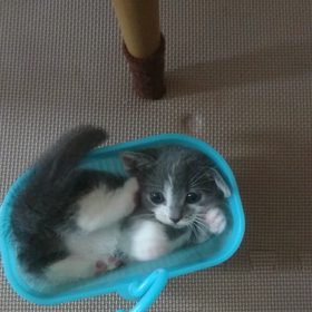 はるちゃん動画の画像