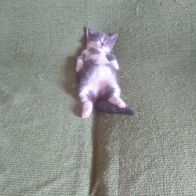 はるちゃんはマンチカンなのですの画像