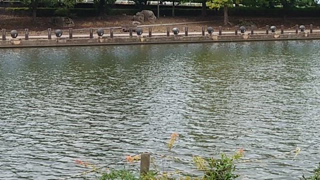 はねたはねたの記事動画