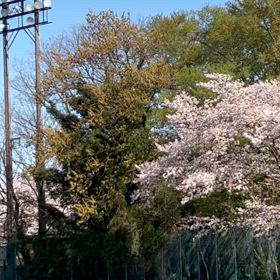 桜の画像