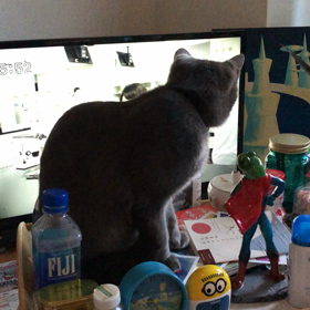 朝一動画の画像