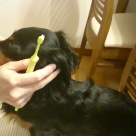 あずきの歯磨きの画像