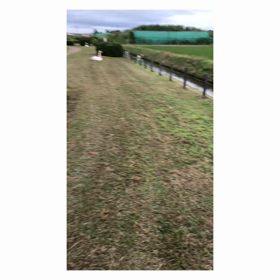 白鳥と遭遇‼️の画像