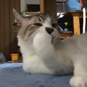 爪のお掃除wの画像