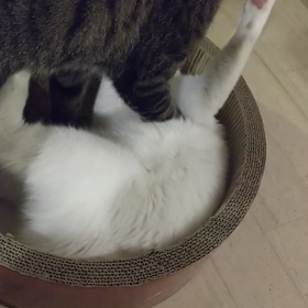 仲良しさんの画像