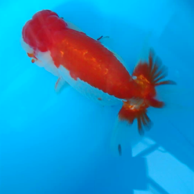 病気？の画像