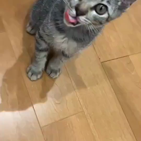 １ヶ月の画像