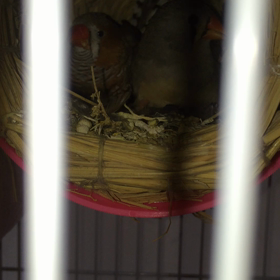 錦華鳥の赤ちゃんの食事の画像