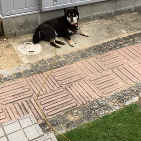 やっぱ、コレだねの画像