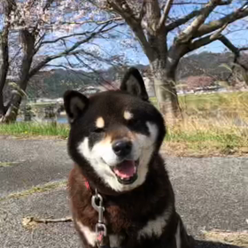 5月です。の画像