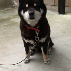 あけましておめでとうございます！の画像