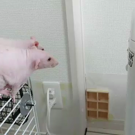 ジャンプだよ！兄弟編の画像