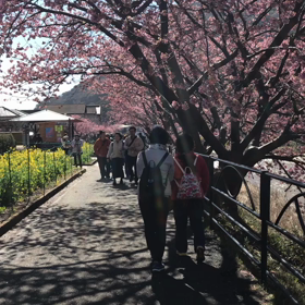 河津桜の画像