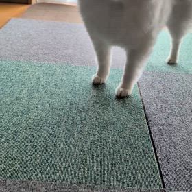 食事のマナーが悪い  犬の画像