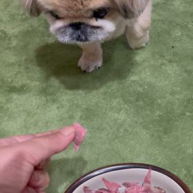ナレソメ(//∇//)と自分じゃご飯を食べないRUNさんの画像