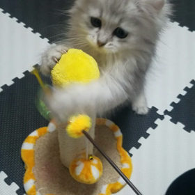 Tia♡初動画の画像
