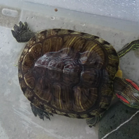 ピカピカ～✨の画像