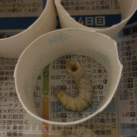 繭になりそうの画像