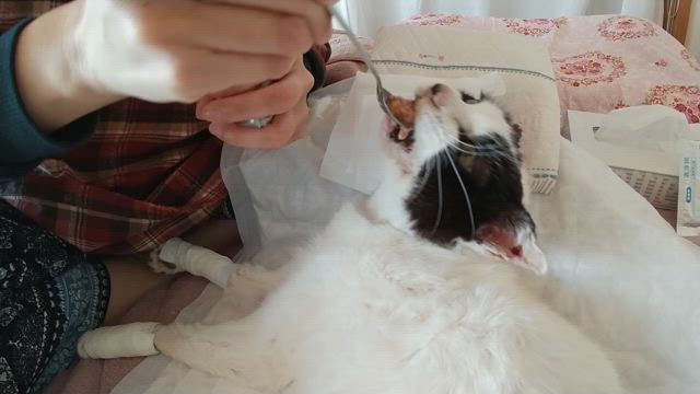 ごめんね〜わか/でも何事もなかったかのようです。の記事動画