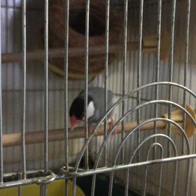 うちのピコちゃん （≧∇≦）の画像