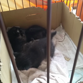 ちびこプロレスの画像