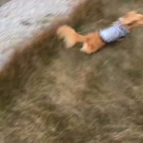 トト お庭で駆け巡るー。の画像