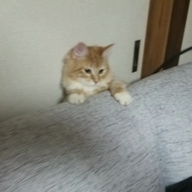 トト & みぃの画像