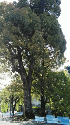 僧侶なみに勤行に参加(^_^;)【身延山久遠寺・山梨県】の記事動画