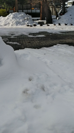 やっぱり癒される【鳥海月山両所宮】の記事動画