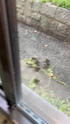 癒される〜の記事動画