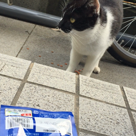 社猫の画像