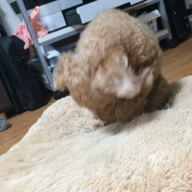 犬の画像