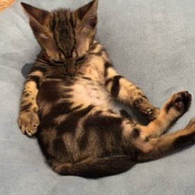 子猫続報の画像