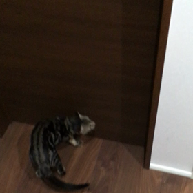 猫練習中の画像