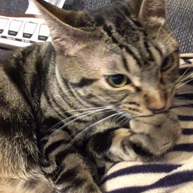 猫の惑星の画像
